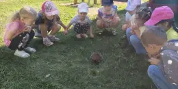 Лесной гость